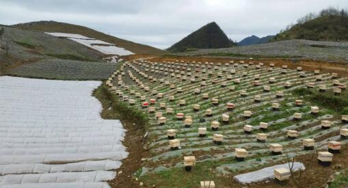 贵州务川绿源中药材种植开发有限公司案例