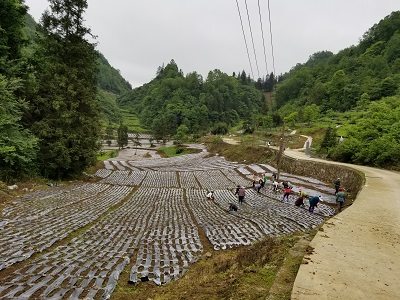 务川自治县红丝乡月亮村200亩标准化西南天门冬繁育基地